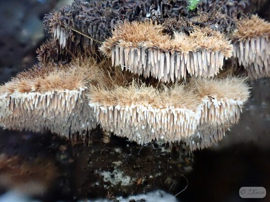 Gloiodon strigosus